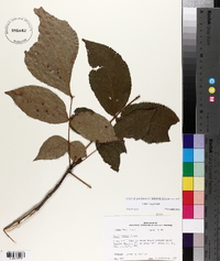 Carya texana image