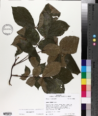 Carya texana image