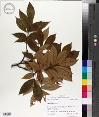 Carya texana image