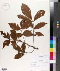 Carya texana image