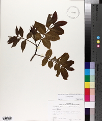 Carya texana image