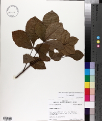 Carya texana image