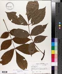 Carya texana image