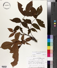 Carya texana image