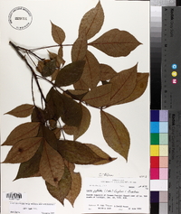 Carya texana image