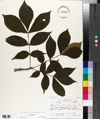 Carya texana image