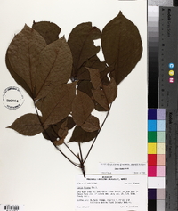 Carya texana image