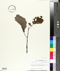Carya aquatica image