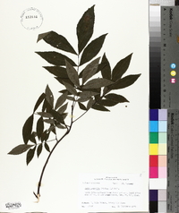 Carya aquatica image