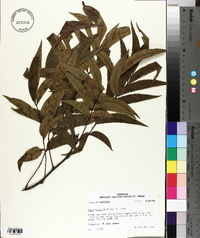 Carya aquatica image