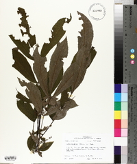 Carya aquatica image
