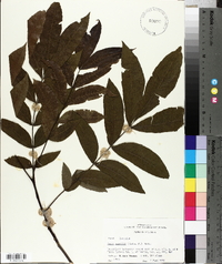 Carya aquatica image