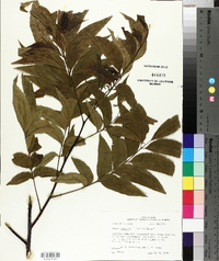 Carya aquatica image