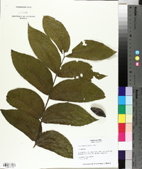 Carya aquatica image