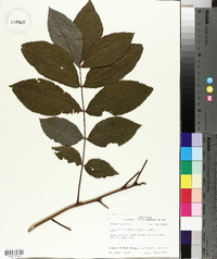 Carya illinoinensis image