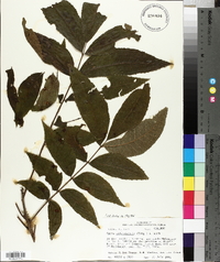 Carya illinoinensis image