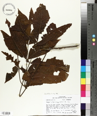 Carya illinoinensis image