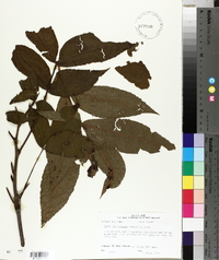 Carya illinoinensis image