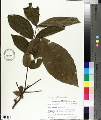 Carya illinoinensis image