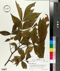 Carya texana image