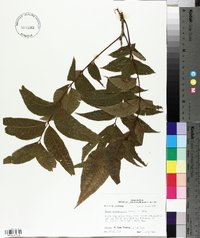 Carya illinoinensis image