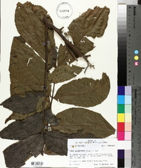 Carya illinoinensis image