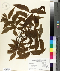 Carya illinoinensis image