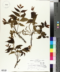 Carya illinoinensis image