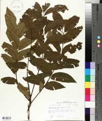 Carya illinoinensis image