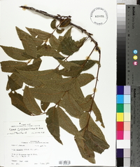 Carya illinoinensis image