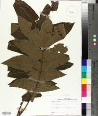 Carya illinoinensis image