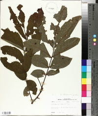 Carya illinoinensis image