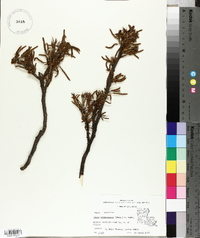 Carya illinoinensis image