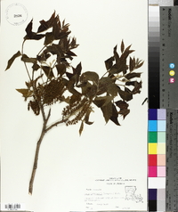 Carya illinoinensis image