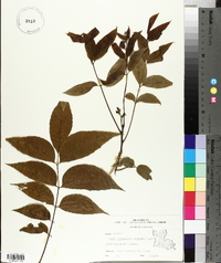 Carya illinoinensis image