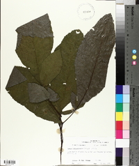 Carya illinoinensis image