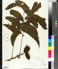 Carya illinoinensis image