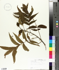 Carya illinoinensis image