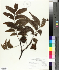 Carya illinoinensis image