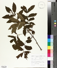 Carya aquatica image