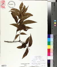 Carya aquatica image