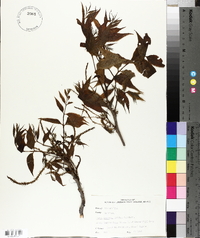 Carya aquatica image