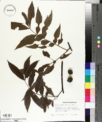 Carya aquatica image