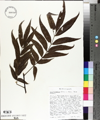 Carya aquatica image