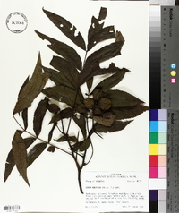 Carya aquatica image
