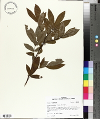 Carya aquatica image