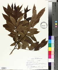Carya aquatica image