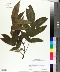 Carya aquatica image