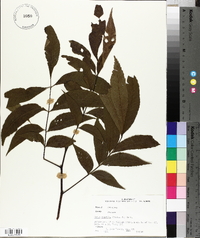 Carya aquatica image