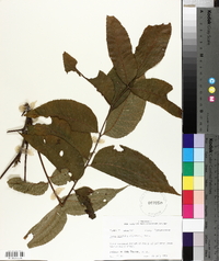Carya aquatica image